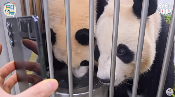 푸바오를 보는 아이바오 ⓒ에버랜드 - EVERLAND