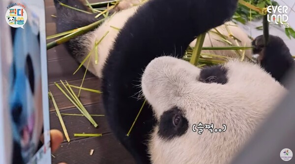 푸바오를 보는 러바오 ⓒ에버랜드 - EVERLAND
