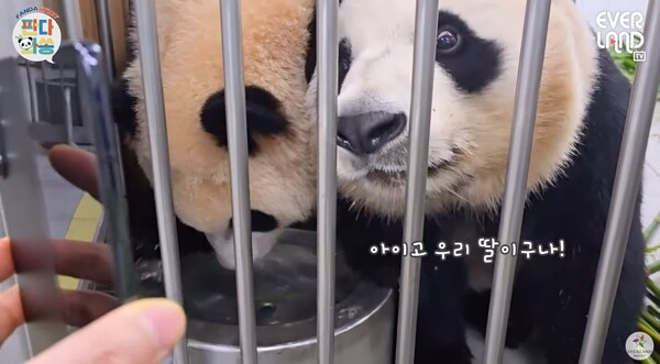 푸바오를 보는 아이바오 ⓒ에버랜드 - EVERLAND
