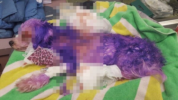 미국의 동물권 단체 ‘피넬러스 카운티 애니멀 서비스’는 2018년 1월 보라색으로 염색했다가 온몸에 화상을 입은 흰색 몰티즈 믹스견을 구조했다고 밝혔다. 피넬러스 카운티 애니멀 서비스 페이스북 갈무리
