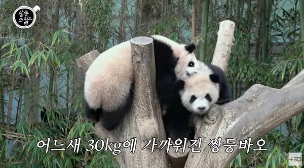 24kg 정도 됐다는 쌍둥바오. ⓒ유튜브 채널 ‘살롱드립’