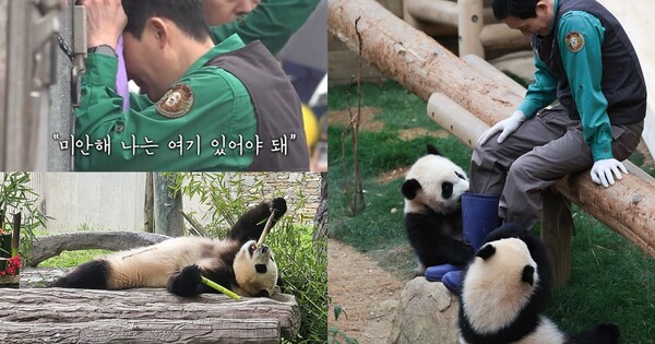 송영관 주키퍼(좌측 위), 푸바오(좌측 아래), 루이·후이 바오와 송영관 주키퍼(우) ⓒtvN/뉴스1&nbsp;