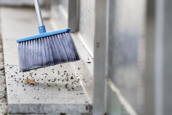5일 서울 은평구 연신내역 인근 카페에서 직원이 빗자루로 '러브버그(사랑벌레)'를 쓸어내고 있다. '러브버그'는 미국에서 발생한 파리의 외래종으로, 해충이 아닌 진드기 박멸과 환경정화에 도움을 주는 인체에 무해한 익충으로 알려져 있다. 그러나 급격한 개체 수 증가로 주민에게 미관상 혐오감과 불편함을 주고 있다. 2022.7.5ⓒ뉴스1