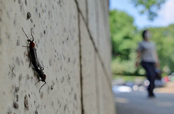 일명 러브버그로 알려진 붉은등우단털파리가 서울 은평구 지역을 중심으로 집중 출몰하고 있는 가운데 강남 도심에서도 포착됐다. 사진은 23일 서울 서초구 서울중앙지법 주차장에서 발견된 붉은등우단털파리 모습. '붉은등우단털파리'는 썩은 식물을 섭취한 뒤 분해하는 역할을 하는 익충(益蟲)으로 알려졌으나 급격한 개체 수 증가로 주민에게 미관상 혐오감과 불편함을 주고 있다. 2023.6.23ⓒ뉴스1