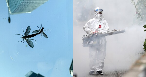 러브버그(좌), 방역하는 모습(우) ⓒ뉴스1