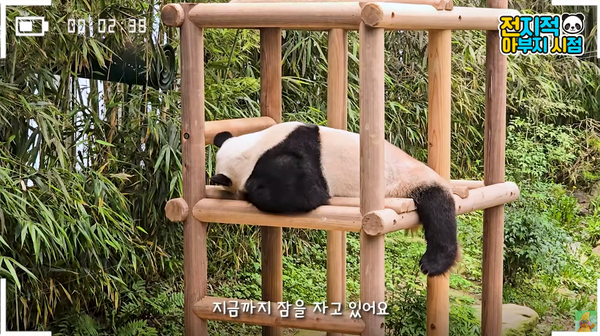 14일 유튜브 채널 '말하는 동물원 뿌빠TV' 영상 장면 ⓒ말하는 동물원 뿌빠TV&nbsp;