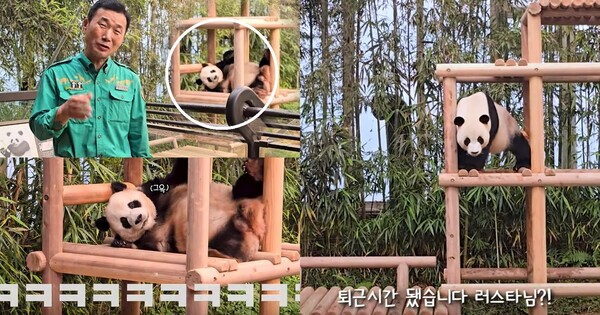 정글짐 이미지