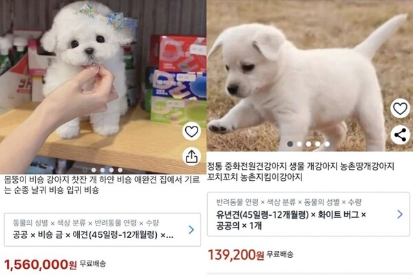 동물권단체 ‘케어’가 확보한 반려견 판매글 갈무리. ⓒ사진 케어 제공