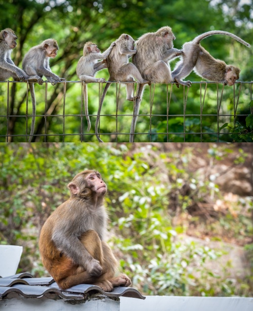 ​기사와 무관한 원숭이 사진. ⓒ어도비 스톡