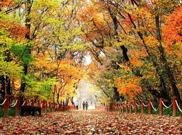 함양에 조성된 단풍 숲길. 함양군청 제공