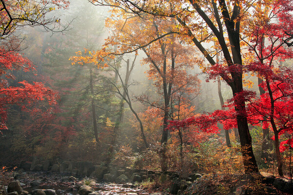 국립수목원 숲. 국립수목원 제공