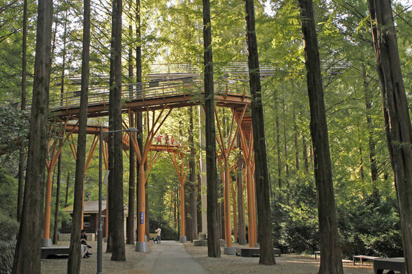 장태산자연휴양림. 이제 단풍이 물들기 시작했다. 박상준 제공