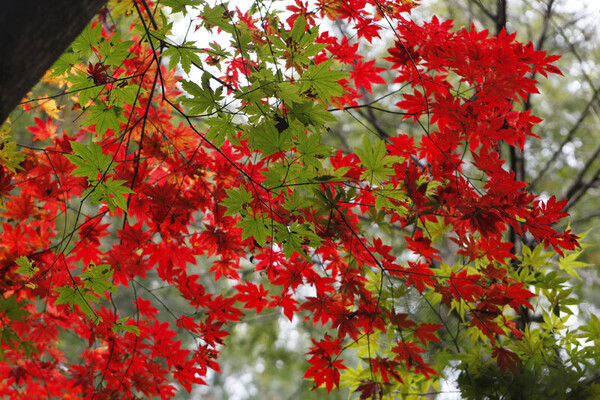 장태산자연휴양림 단풍. 박상준 제공