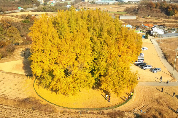 강원 원주시 문막읍 소재 반계리 은행나무(천연기념물 167호)&nbsp;ⓒ뉴스1