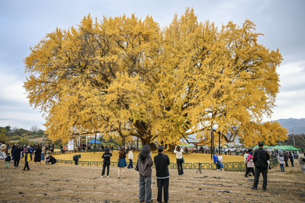 강원 원주시 문막읍 소재 반계리 은행나무(천연기념물 167호)&nbsp;ⓒ뉴스1