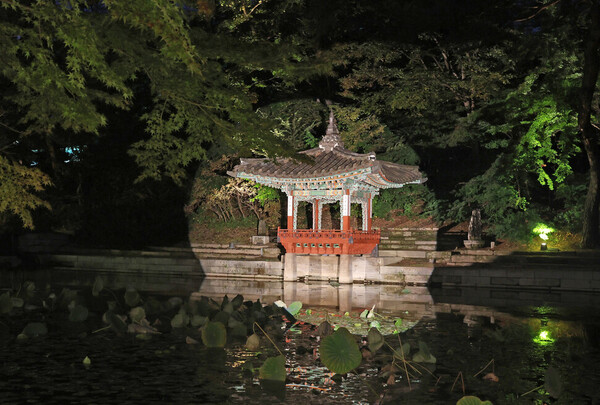 2시간 정도 이어진 달빛기행은 궁궐의 아름다움 뿐만이 아니라 자연의 아름다움도 만날 수 있습니다. 아직 단풍이 들지 않아 아쉬웠지만 후원 숲길을 따라 걷는 마지막 순서가 그 중 하나입니다. 아마 몇 주 뒤면 붉게 물들어 그 아름다움이 배가 될 겁니다. 400년이 넘은 느티나무는 가을 바람에 흔들리며 바스락 소리로 작별인사를 고합니다. 짧은 가을이 끝나기 전에 궁궐 밤 산책의 즐거움을 만나시길 바랍니다.&nbsp;ⓒ한겨레 백소아 기자 thanks@hani.co.kr