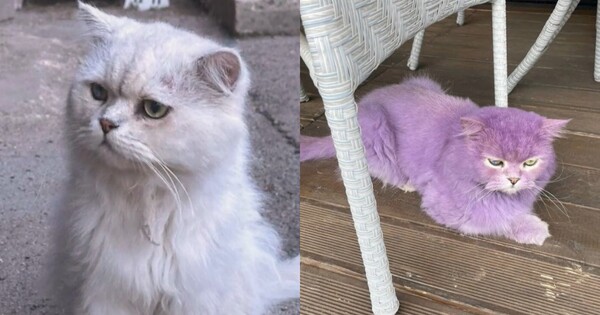 보라색으로 염색 당한 고양이.. ⓒKBS