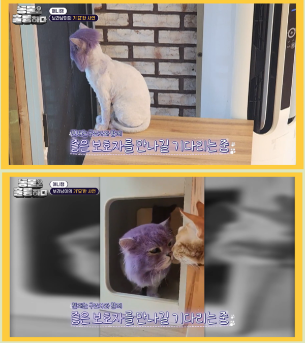 현재는 털 밀고 새로운 보호자를 찾는 중이다. ⓒKBS