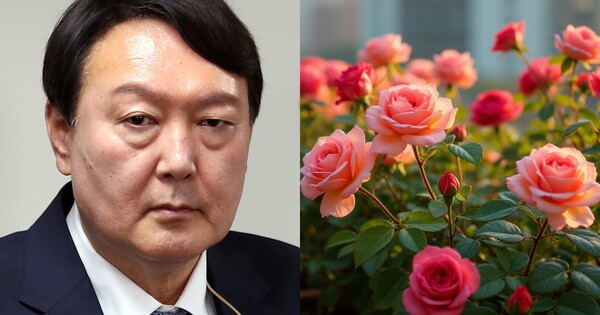 윤석열 대통령, 장미 자료 사진 ⓒ뉴스1, 어도비스톡&nbsp;