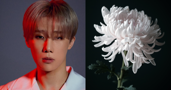 김성규, 기사 내용과 무관한 국화 사진. ⓒ김성규&nbsp; 인스타그램/어도비스톡