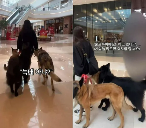 하남 스타필드에 대형견을 데려온 A씨. ⓒSNS