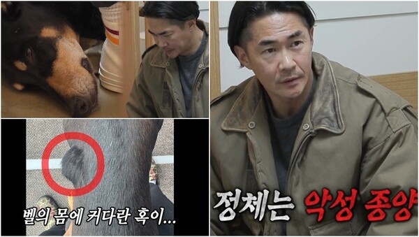 악성종양으로 인해 다시 수술대에 오르게 된 배정남의 반려견 '벨'. ⓒSBS ‘미운 우리 새끼’
