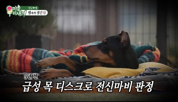 지난 2022년 급성 목 디스크로 인해 대수술을 받았던 벨. ⓒSBS ‘미운 우리 새끼’