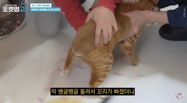 학대받은 고양이의 압박배뇨도 도왔다. ⓒ유튜브 채널 ‘티몬과품바X포캣멍GO’