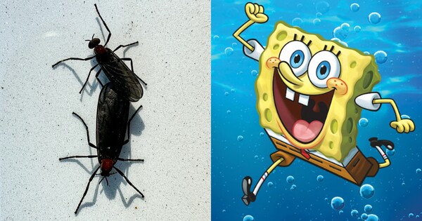 러브버그(좌), 스폰지밥(우). ⓒ뉴스1, 넷플릭스
