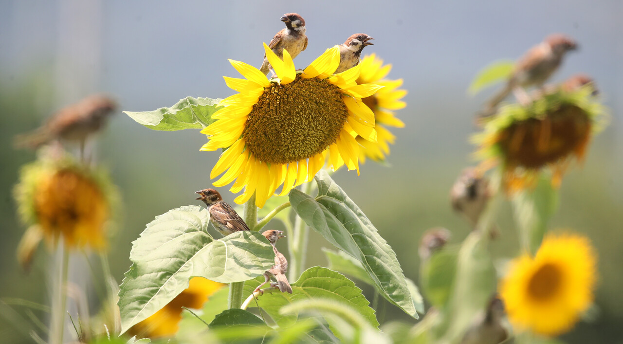 러브버그의 천적으로 떠오른 참새.&nbsp;ⓒ뉴스1