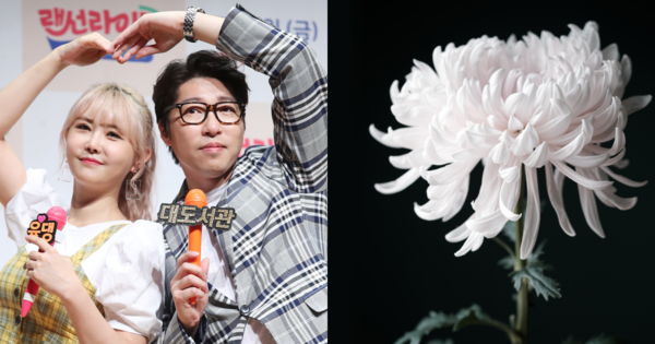 윰댕과 대도서관, 기사 내용과 무관한 꽃 사진. ⓒ뉴스1/어도비스톡