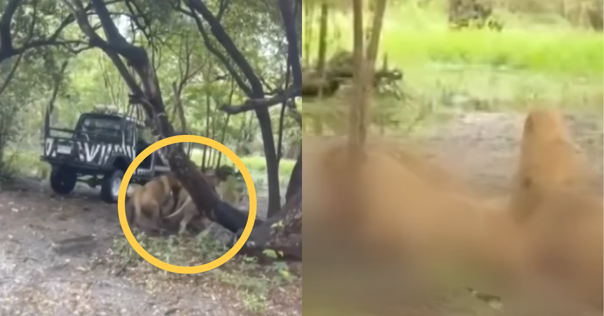 사자 떼의 공격을 받은 30년 경력 사육사가 숨졌다. ⓒ유튜브 채널 ‘JTBC News’