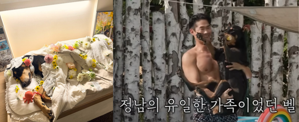 지난달 29일, 벨이 무지개다리를 건넜다는 소식이 전해졌다. ⓒ배정남 인스타그램 / SBS ‘미운 우리 새끼’