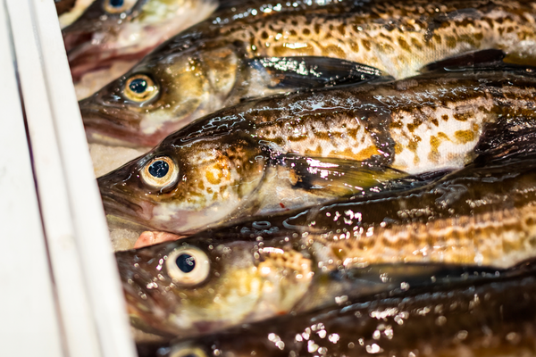 명태. ⓒ어도비스톡