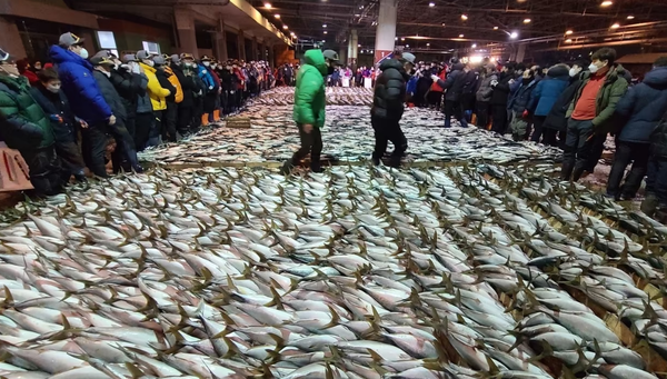 &nbsp;조업한 방어가 대량 위판되고 있다. ⓒ뉴스1