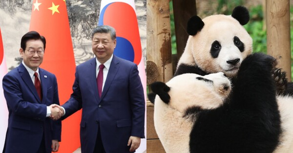 이재명 대통령과 시진핑 국가주석(왼쪽), 판다(오른쪽). ⓒ연합뉴스