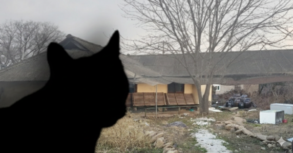 고양이와 폐가. ⓒreddit, 연합뉴스