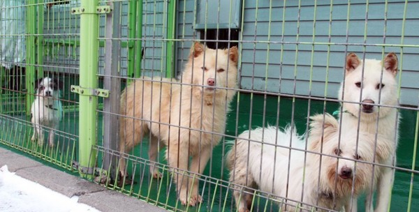 제주동물보호센터 유기견들. ⓒ연합뉴스