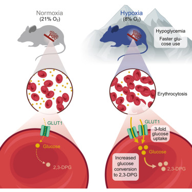 정상 산소 상태(Normoxia)와 저산소 상태(Hypoxia)의 적혈구 비교저산소 환경에 놓인 생쥐는 적혈구 수가 유의미하게 증가하고, 각 적혈구가 정상 산소 환경에서 형성된 적혈구보다 더 많은 포도당을 흡수하는 것으로 나타났다. ⓒCell Metabolism, Isha H. Jain et al.