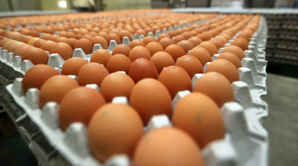 출하 준비 중인 달걀. ⓒ연합뉴스
