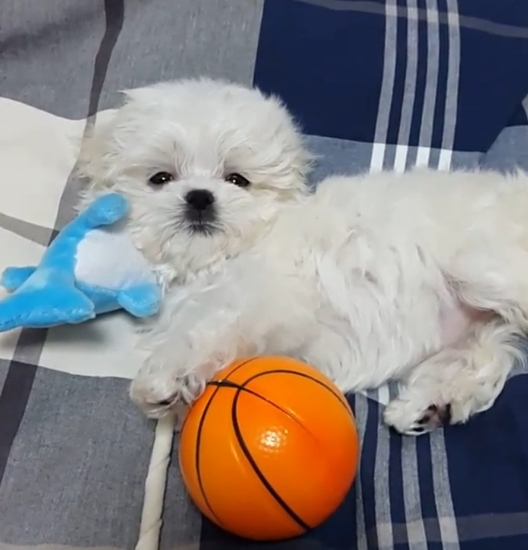 꽃분이 떠나 보낸 구성환이 이주승 반려견을 향한 그리움을 전했다 : 코코야 그곳에서...