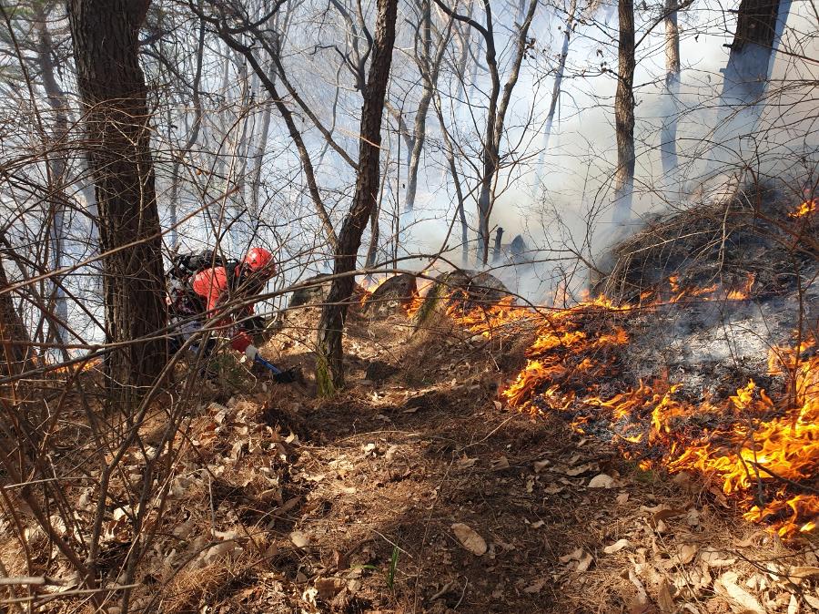 올해 첫 대형 산불의 범인을 잡았다 : 알고 보니 현상금 3억 '봉대산 불다람쥐'