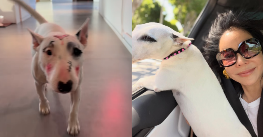 동물 학대 논란에 휩싸인 이혜영, “대체 무슨 일이길래…” 새빨갛게 물든 강아지 몰골에 참담함이 밀려온다