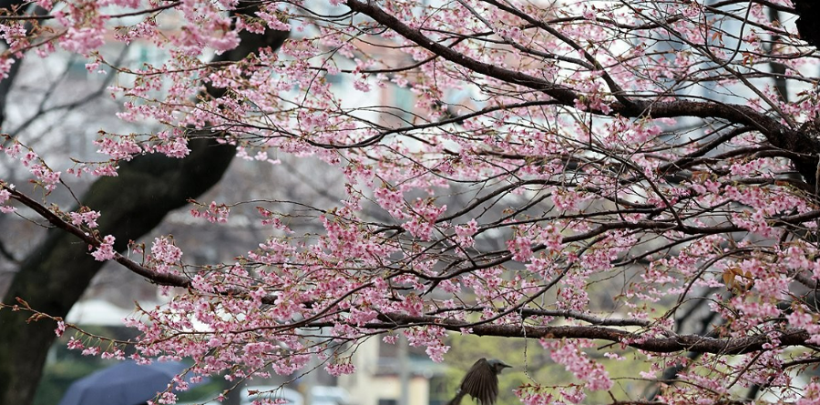 주말 날씨, 낮기온 20도까지 올라 완연한 봄이다 : 꽃구경 좋지만, 한 가지를 주의해야 한다