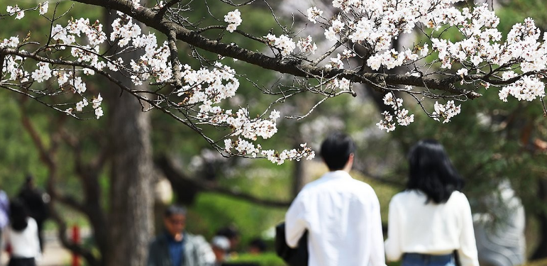 4일 주말 '벚꽃놀이' 갈 생각에 한껏 들뜬 연인들에게 전해진 날씨 소식 : 집에 있는 게 나을 것 같다