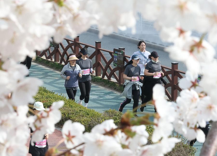 이번 주말 벚꽃 엔딩 : 벚꽃 축제 어디로 갈까? 