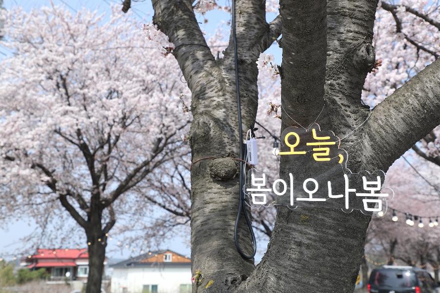 이번 주말 벚꽃 엔딩 : 벚꽃 축제 어디로 갈까? 