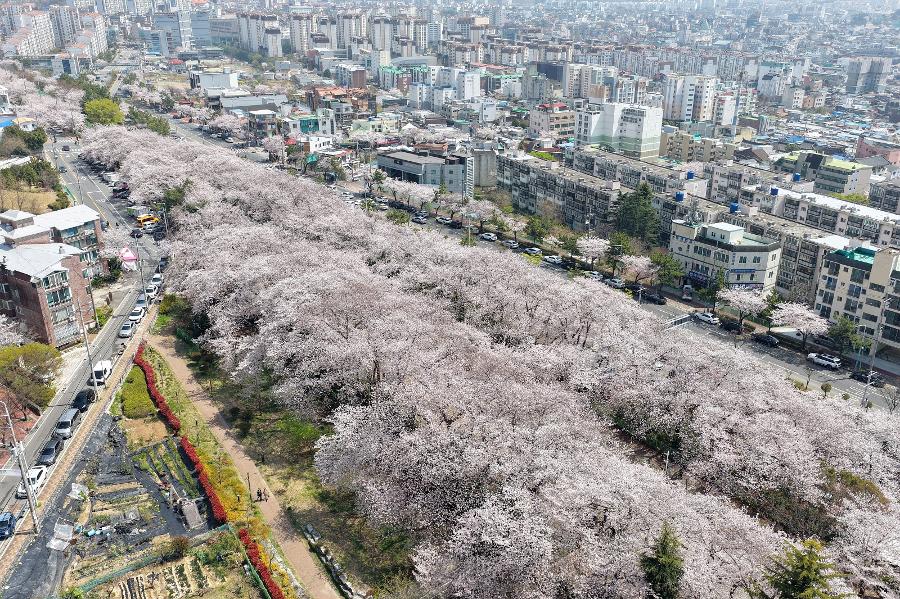 이번 주말 벚꽃 엔딩 : 벚꽃 축제 어디로 갈까? 