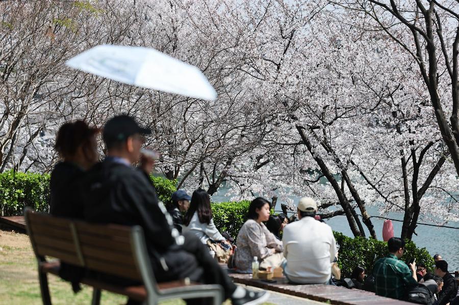 이번 주말 벚꽃 엔딩 : 벚꽃 축제 어디로 갈까? 