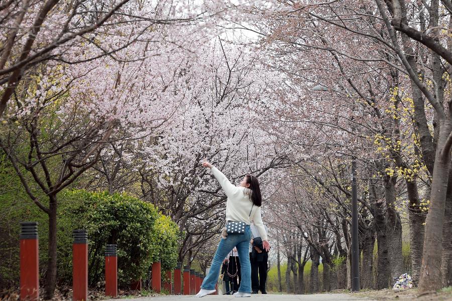 이번 주말 벚꽃 엔딩 : 벚꽃 축제 어디로 갈까? 